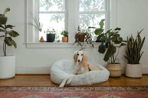 Guia prático para manter a casa limpa e cheirosa com pets