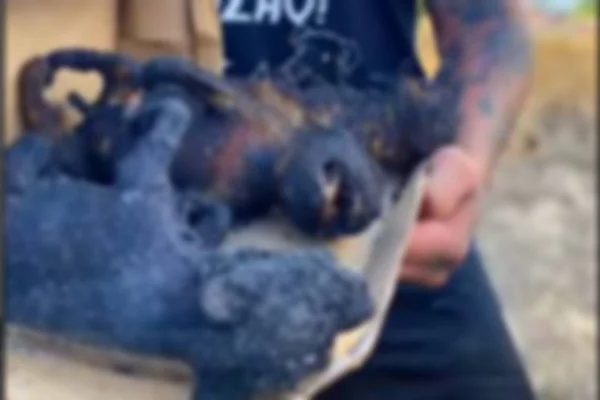 Cachorros carbonizados foram encontrados em Roiraima