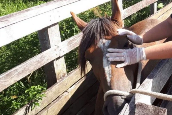 Doença viral em cavalos que pode infectar humanos é investigada no AM