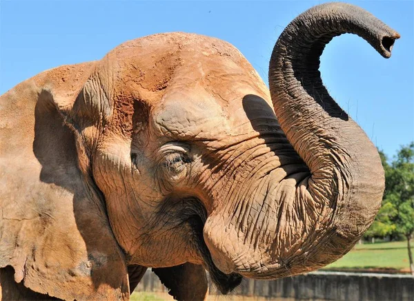 Elefante Chocolate, no Jardim Zoológico de Brasília