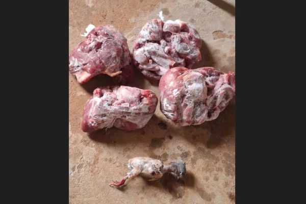 Pomba amargosa e carne de capivara foram encontradas congeladas em freezer de residência de Emilianópolis (SP) - Metrópoles