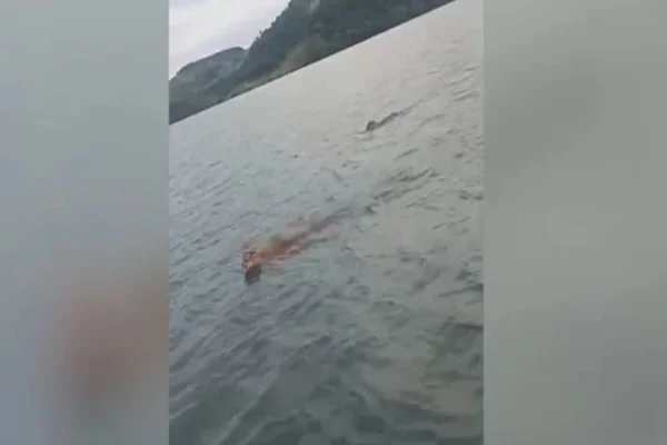 Onças são flagradas nadando em rio paranaense