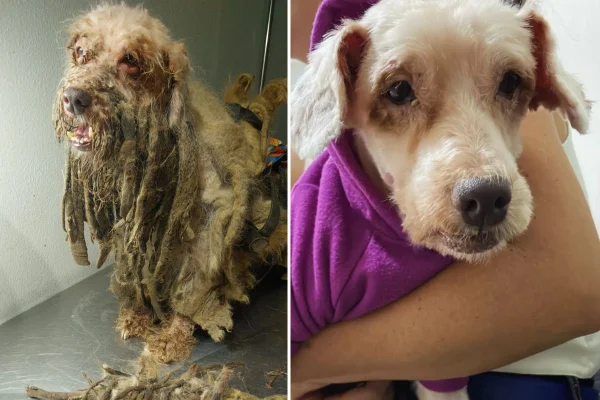 Montagem com fotos coloridas de Scooby, cachorro vítima de maus-tratos, antes e depois de resgate - Metrópoles