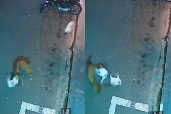 Montagem de duas fotos coloridas de gato brigando com cachorro
