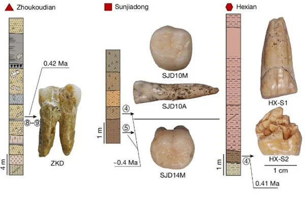 Imagem colorida mostra dente de homo erectus