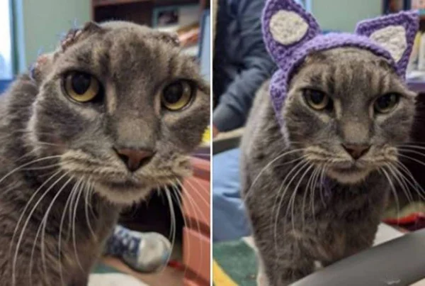 Gatinha com orelhas amputadas ganha próteses de crochê