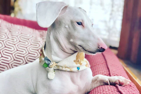 Duke, o cachorro albino