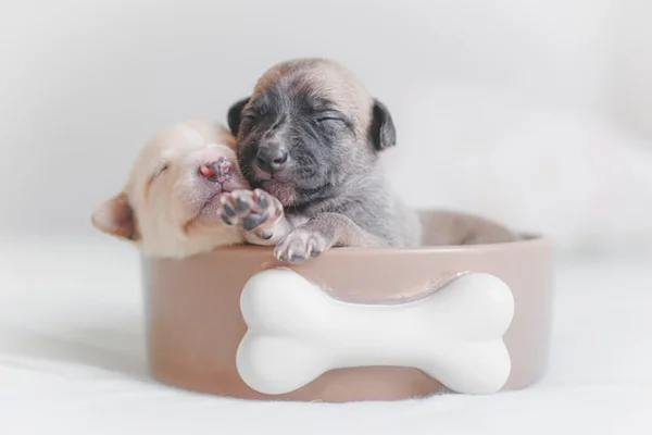 filhotes de cachorro é o bicho pets