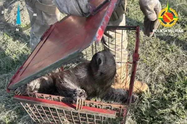 Bicho-preguiça resgatado pela PMDF