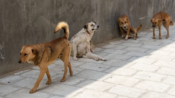 animais de rua