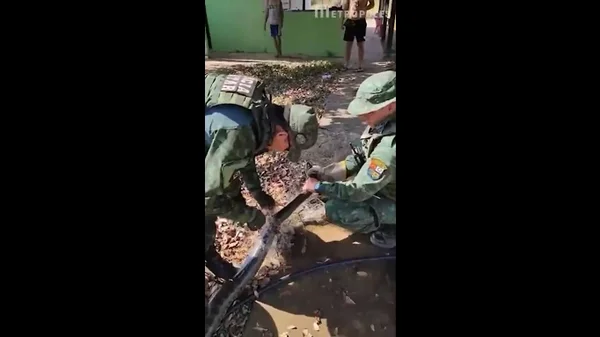 Sucuri de 4 metros é capturada em pousada; veja vídeo