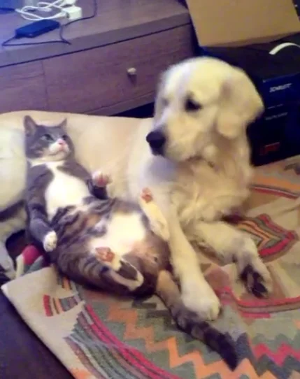 Senado aprova PL que aumenta pena por maus-tratos a cães e gatos