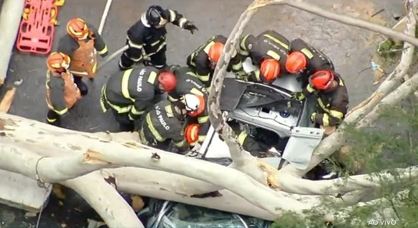 Carro é esmagado por árvore em São Paulo e uma pessoa morre