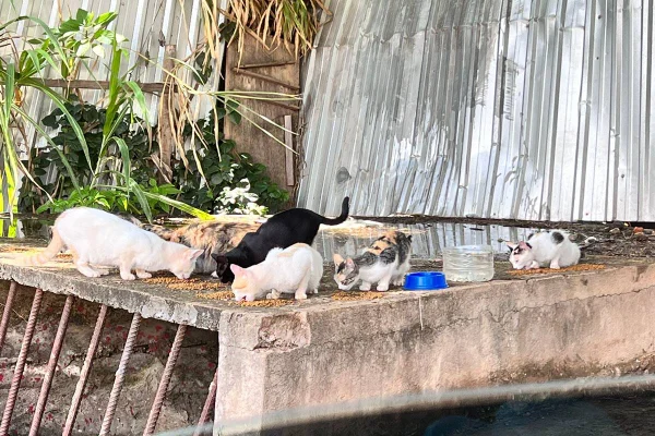 Moradora se muda e deixa mais de 19 gatos abandonados em lote no DF
