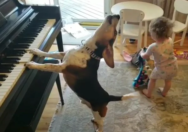 Conheça “Buddy Mercury”, o cão que toca piano e uiva