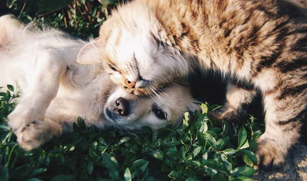 Dezembro Laranja: cães e gatos também precisam de protetor solar