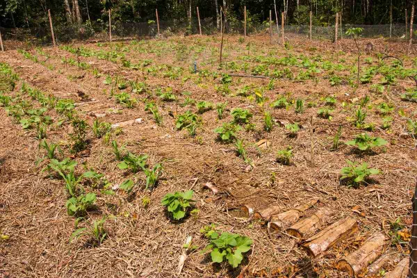Com aquecimento global, Brasil produzirá menos alimento