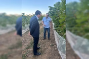 John Barker, diretor-geral da Organização Internacional da Vinha e do Vinho (OIV)