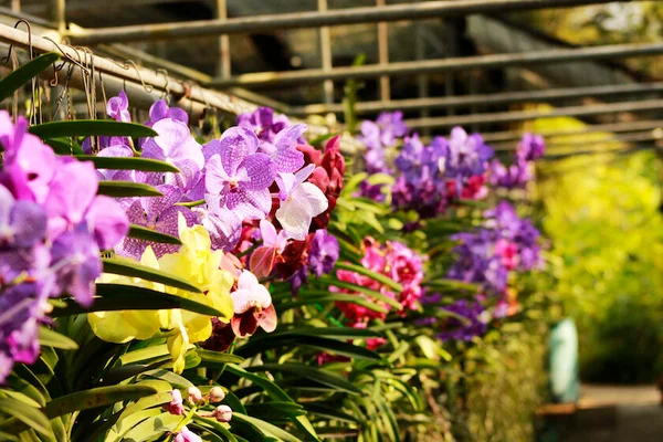 Jardim Botânico recebe feira de orquídeas neste fim de semana