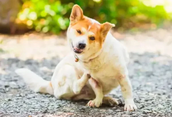 Cachorro se coçando com as patas