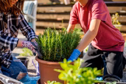Rosemary can be grown in pots