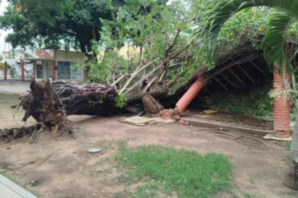Foto colorida de árvore caída após chuva, no interior de Alagoas - Metrópoles