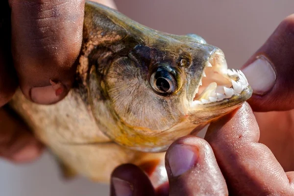 Policial perde parte do dedo após ataque de piranhas em Caldas Novas