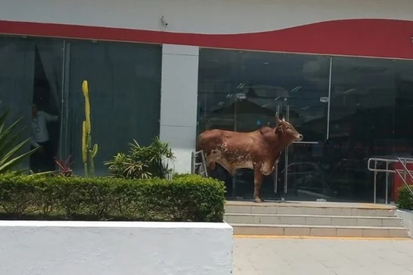 Vídeo: boi “segurança” impede entrada de clientes em banco