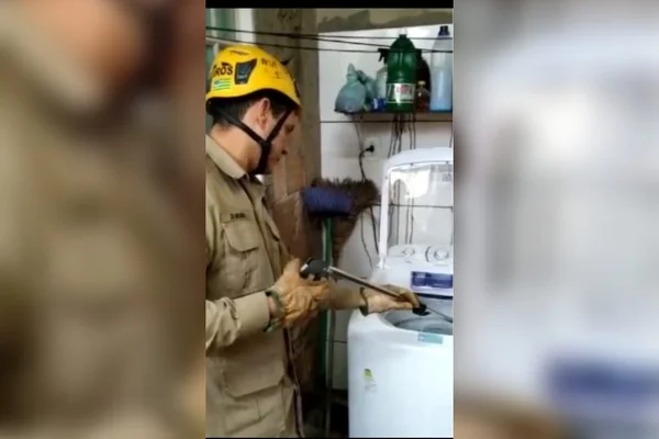 goias cobra resgatada lavadoura de roupas