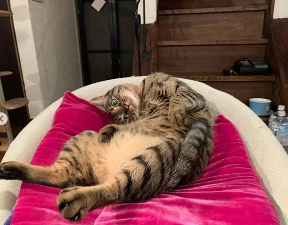 Mas quando eles ficam na própria caminha, fazem charme na hora da soneca Mas quando eles ficam na própria caminha, fazem charme na hora da soneca