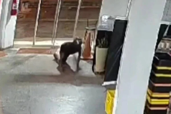 imagem colorida ladrao engatinha furto goias