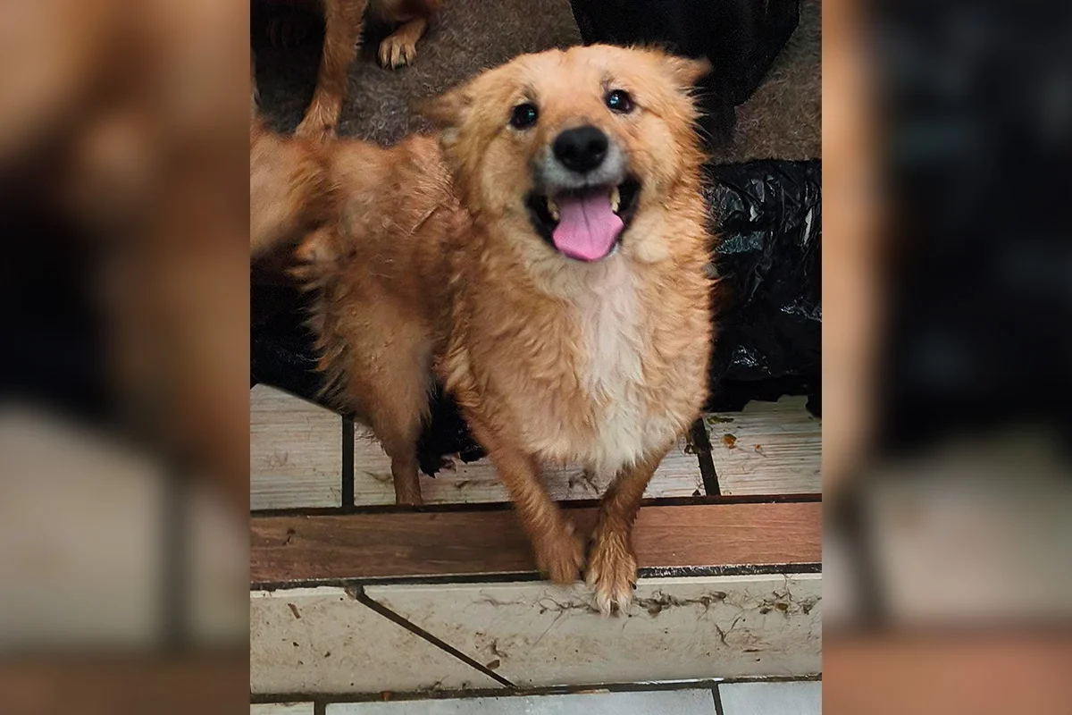 Fotos dos cachorros no momento do resgate do cativeiro