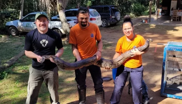 Três pessoas seguram cobra de 3 metros próximos a casa em local de área verde no interior de São Paulo - Metrópoles