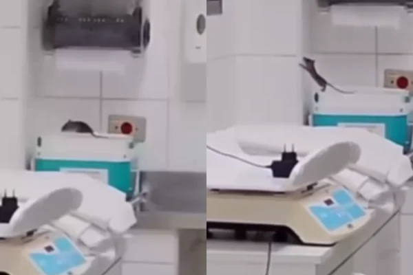 Imagem colorida de rato flagrado em sala de maternidade de hospital em Praia Grande - Metrópoles