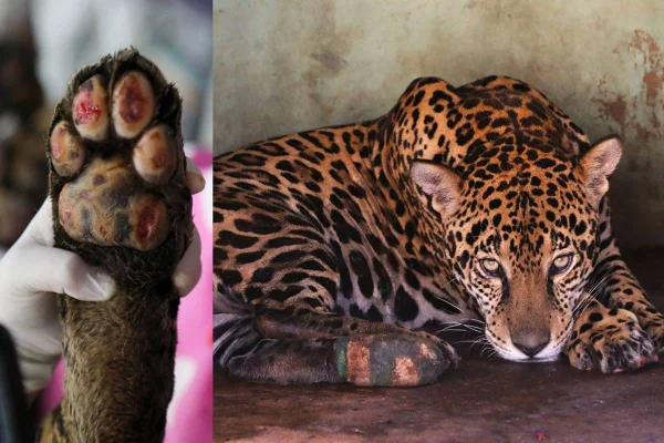 imagem colorida de onça ferida no pantanal, vítima de incêndio
