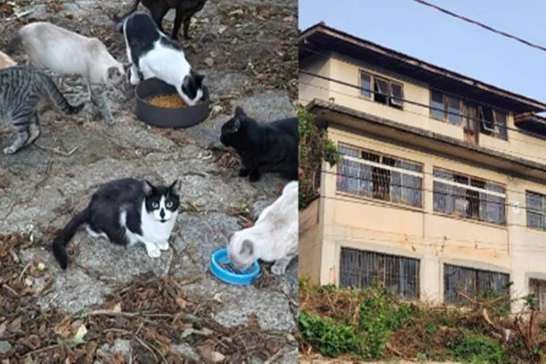 gatos