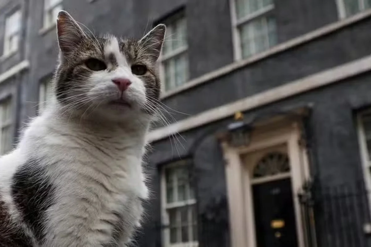 Gato Larry passa a viver com novo prime-ministro inglês Andy Burnham