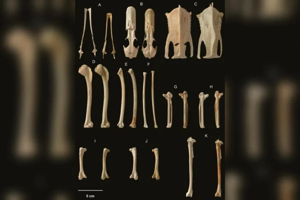 Foto colorida de ossos de pato, espécie extinta - Metrópoles