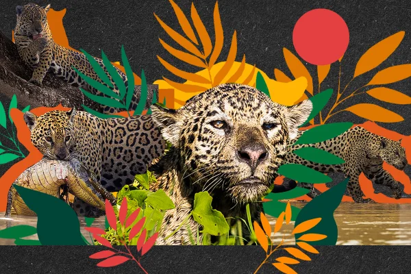 Arte com montagem de fotos coloridas das onças Patrícia, a matriarca, Medrosa, a mãe, e os irmãos Marcela e Rio - Metrópoles