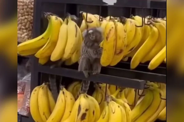 Macacos “invadem” supermercado e são flagrados comendo bananas