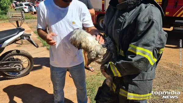 Vídeo: cachorra é salva durante incêndio em Campo Grande