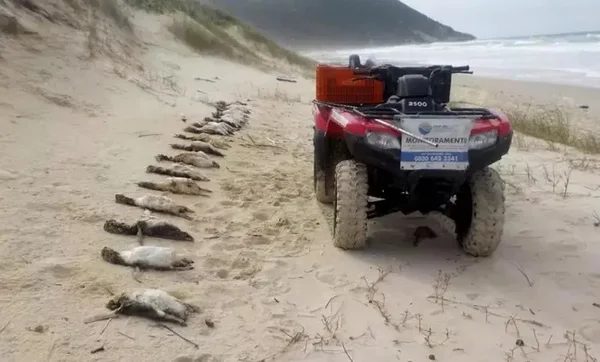 Florianópolis: quase 300 pinguins são encontrados mortos em 40 dias