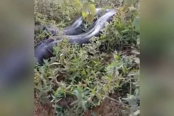 cobra gigante sucuri video aragoiania goias (1)