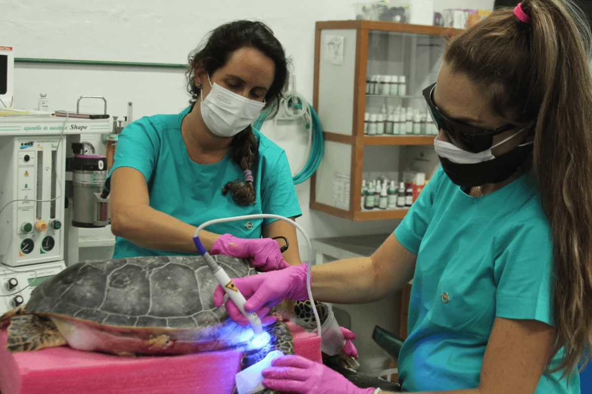 De acupuntura a tomografia: a rotina médica de animais do Aquário De acupuntura a tomografia: a rotina médica de animais do Aquário