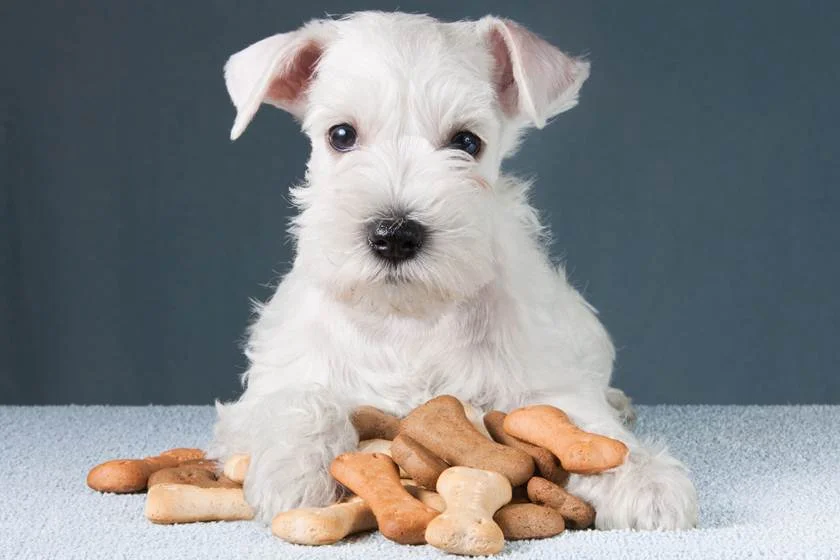Fiquem calmos, é só uma pesquisa, pode continuar beijando barbudos e cachorros Fiquem calmos, é só uma pesquisa, pode continuar beijando barbudos e cachorros