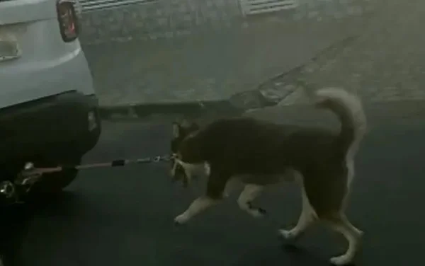 Vídeo: cadela é amarrada na traseira de carro e puxada. PCGO investiga
