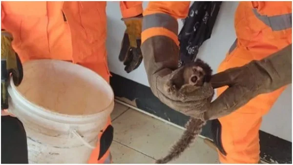 Mico “invade” salão de beleza fugindo de cachorro e mobiliza bombeiros