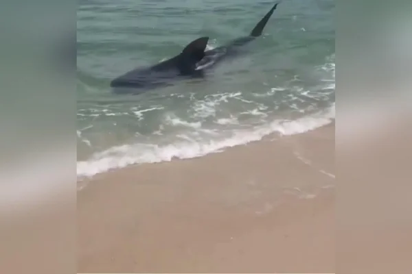 Vídeo. Tubarão surpreende banhistas em praias de Saquarema (RJ)