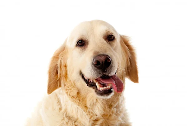 Cachorro com a língua pra fora
