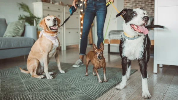 Quem vai cuidar do seu pet? Saiba como escolher o profissional certo